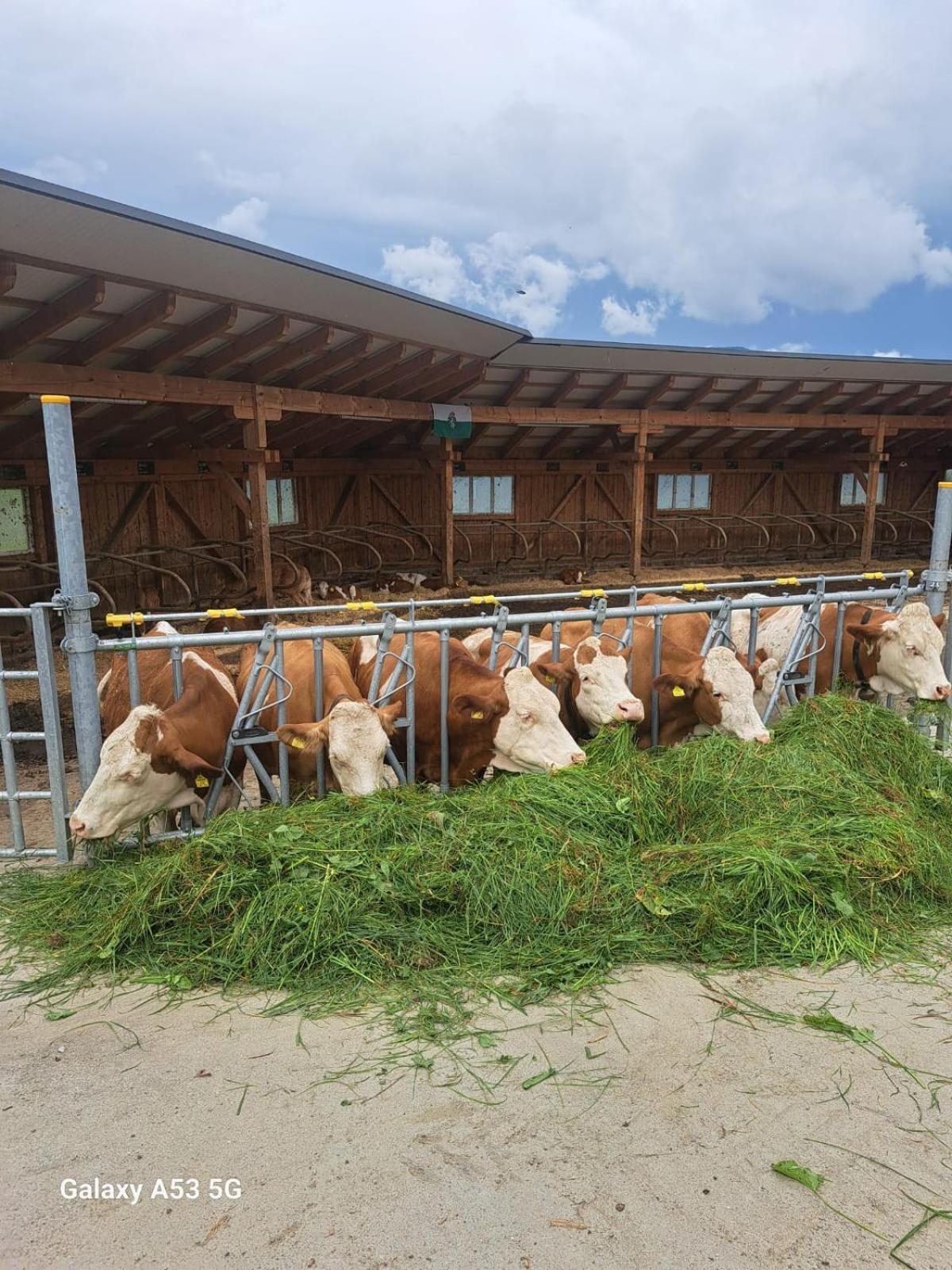 Bio-Peisingerhof Apartman Sankt Stefan ob Leoben Kültér fotó